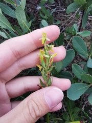 Platanthera tipuloides