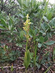Platanthera tipuloides
