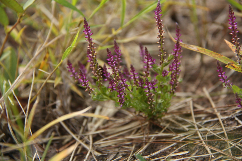 Salomonia longiciliata (Salomonia longiciliata)