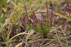 Salomonia longiciliata