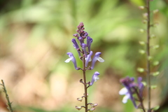 Scutellaria javanica