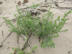 Salsola kali kali