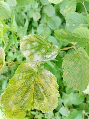 Erysiphe corylacearum