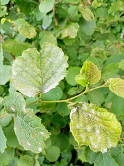 Erysiphe corylacearum