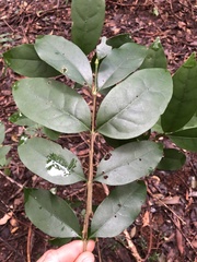 Cyclophyllum longipetalum