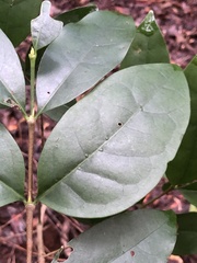 Cyclophyllum longipetalum