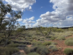 Eucalyptus normantonensis