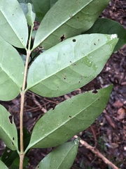 Cyclophyllum longipetalum