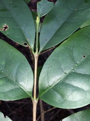 Cyclophyllum longipetalum