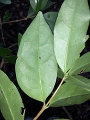 Cyclophyllum longipetalum