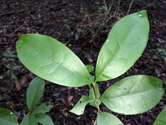 Cyclophyllum longipetalum