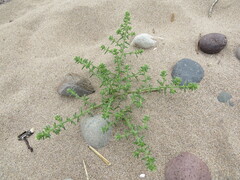 Salsola kali kali