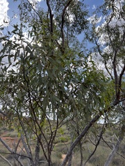 Eucalyptus normantonensis