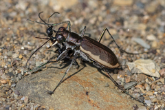 Cicindela marginipennis