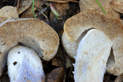 Cortinarius thiersianus