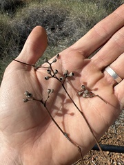 Eucalyptus normantonensis