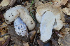 Cortinarius thiersianus