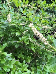 Clethra