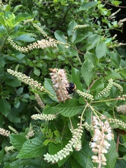 Clethra