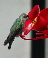 Cynanthus latirostris