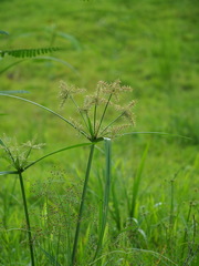 Cyperus pilosus
