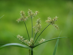 Cyperus pilosus