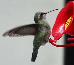 Cynanthus latirostris