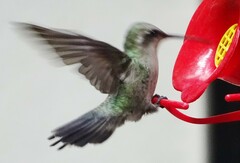 Cynanthus latirostris