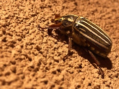 Polyphylla decemlineata