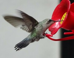 Cynanthus latirostris