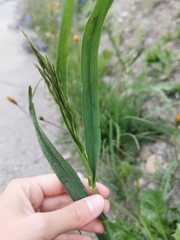 Poaceae