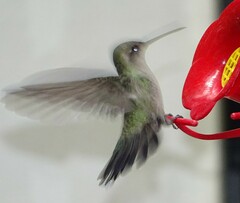 Cynanthus latirostris