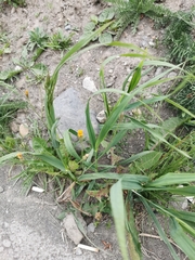 Poaceae