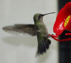 Cynanthus latirostris