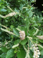 Clethra
