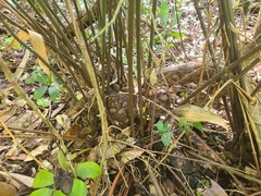 Zamia erosa