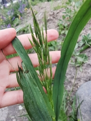 Poaceae