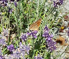 Issoria lathonia