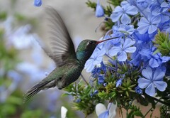 Cynanthus latirostris