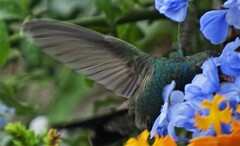 Cynanthus latirostris