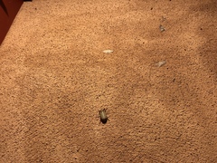 Polyphylla decemlineata