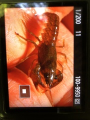 Austropotamobius torrentium