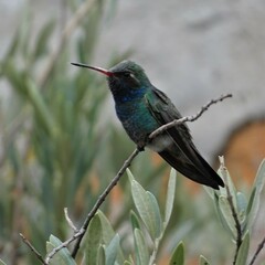 Cynanthus latirostris