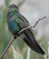 Cynanthus latirostris