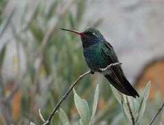 Cynanthus latirostris