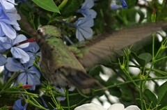 Cynanthus latirostris