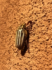 Polyphylla decemlineata