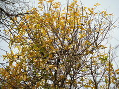 Taxillus liquidambaricola, photograph 葉子, CC0, iNaturalist via GBIF