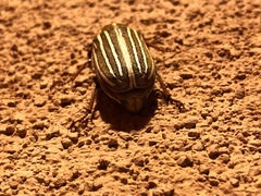 Polyphylla decemlineata