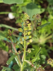 Lepidium apetalum